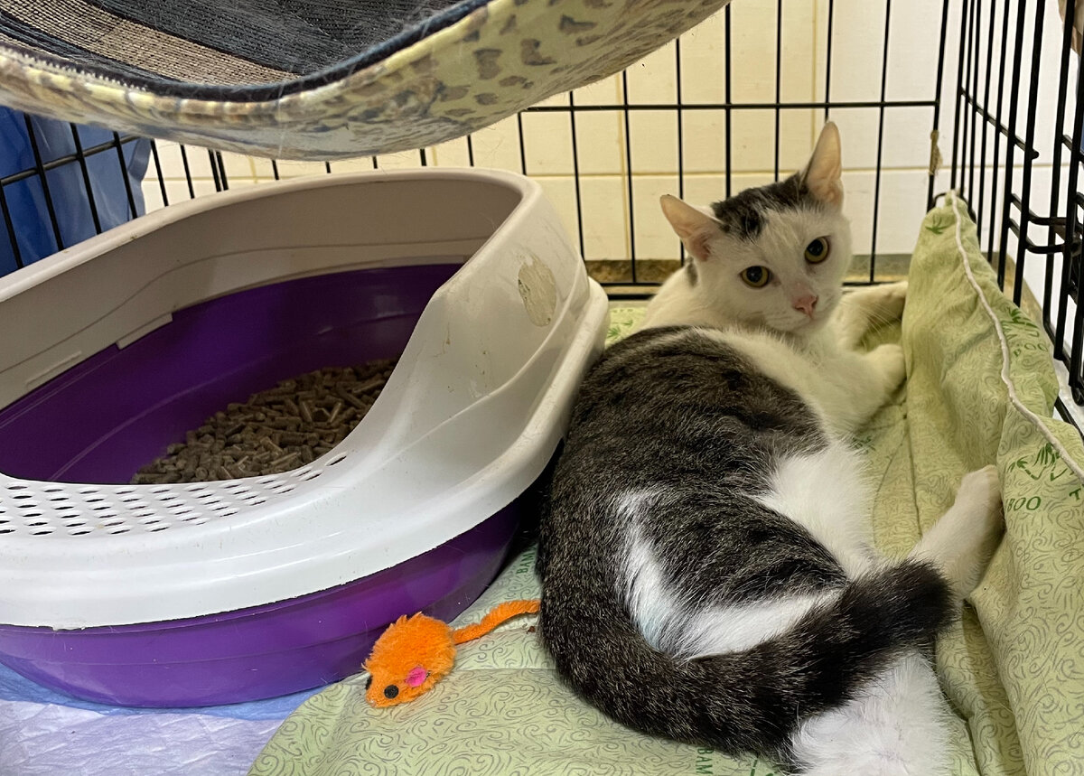 Кошки - животные крайне чистоплотные. Если животное ходит мимо лотка, у него на это очень серьезные причины