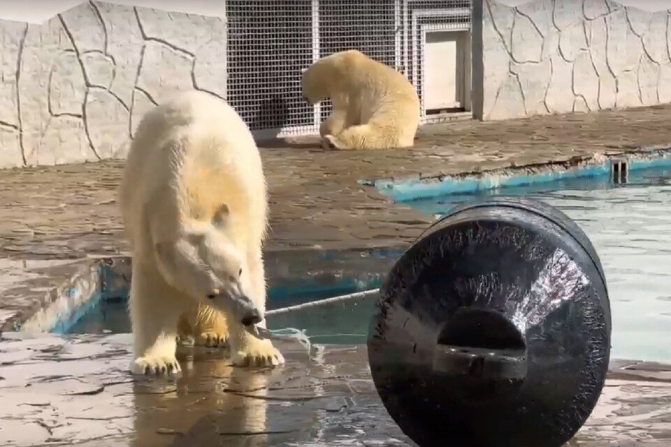     Белый медвежонок Айка скоро переедет из ростовского зоопарка в Казахстан. Фото: ростовский зоопарк.