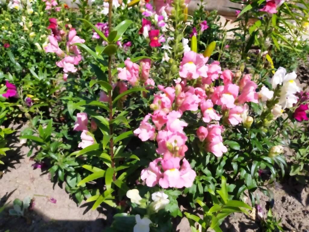 Antirrhinum Snaptastic Pink