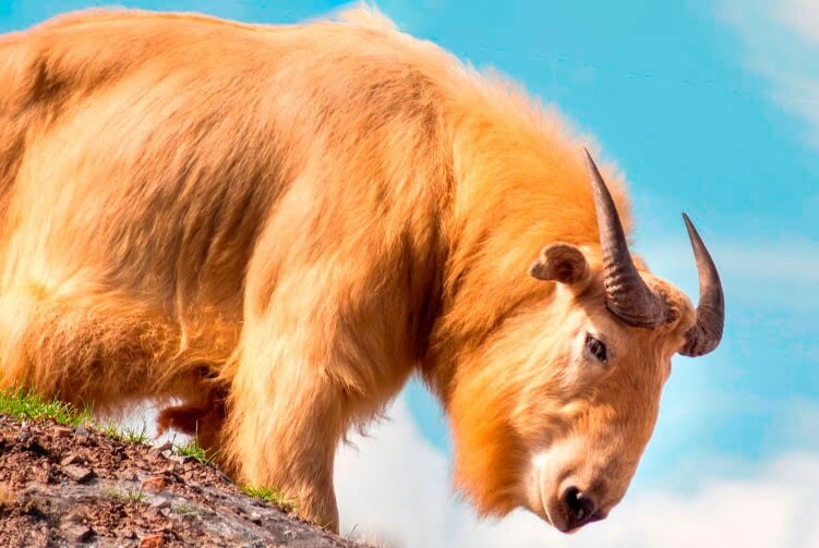 Золотой красавец такен.