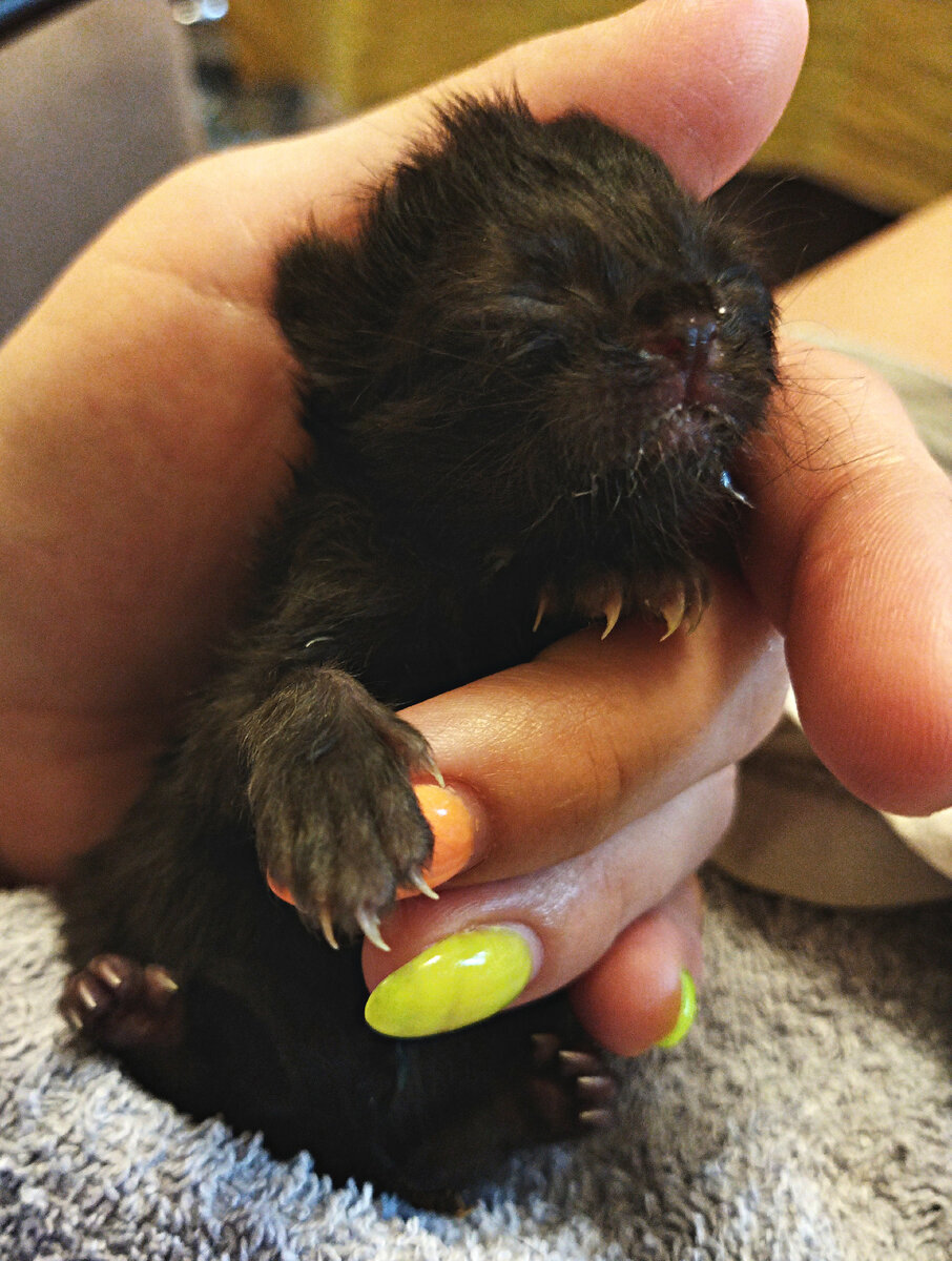 Клео, сестренка Цезаря, март 2022. К сожалению малышка не выжила(