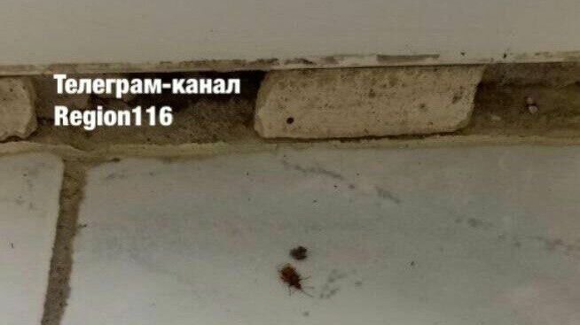     Местные жители возмущены условиями содержания кормящих мам в Детской городской больнице №1, расположенной по улице Декабристов в Казани. Свои недовольства они выразили в Telegram-канале «Region116».