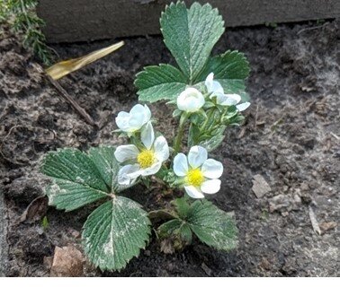 Радуемся первым цветам земляники садовой