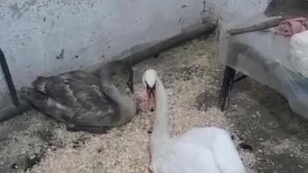   © Photo : Пресс-служба ТОО "Бурабай Даму"