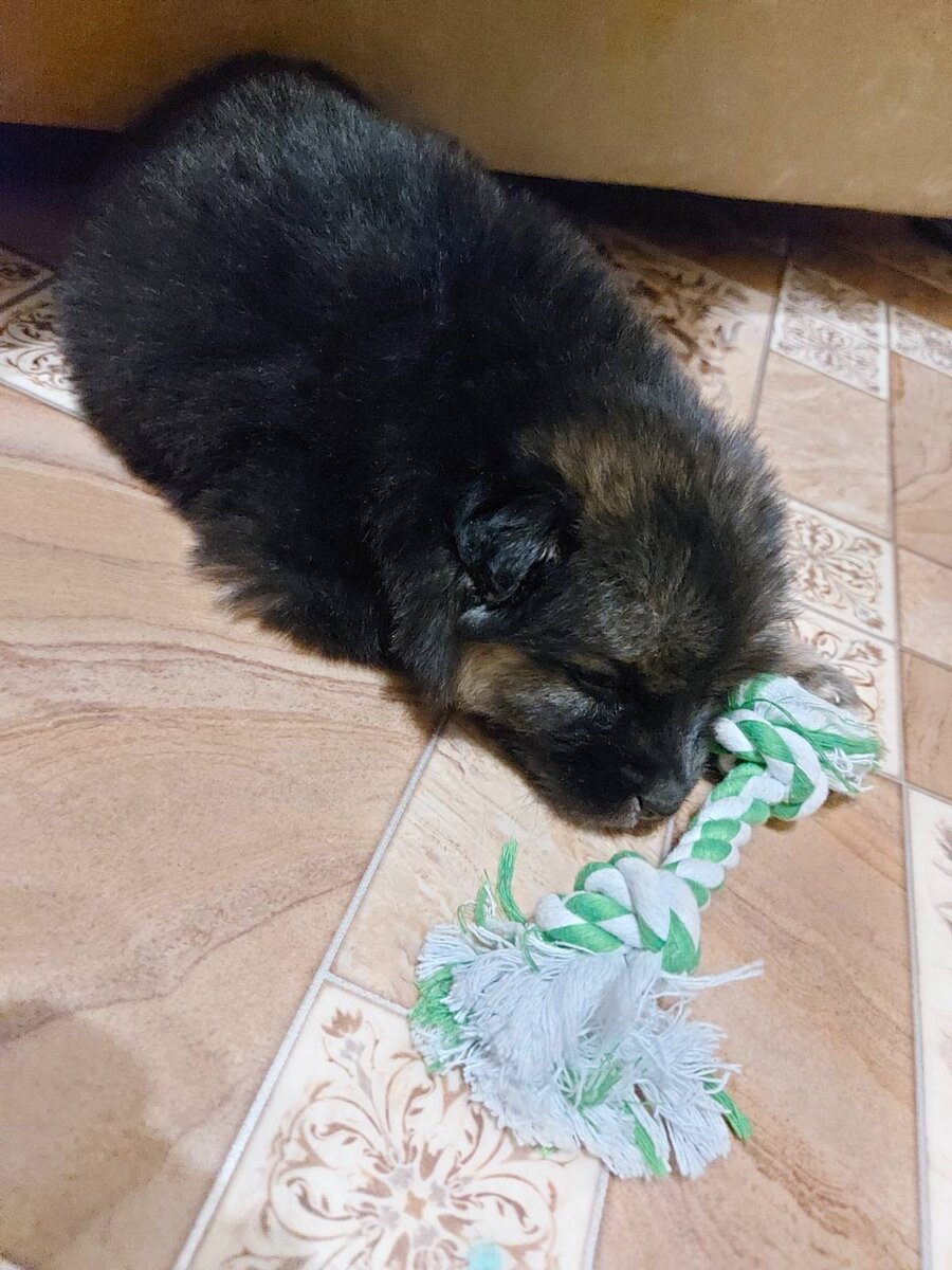 Тиша отдыхает🌞