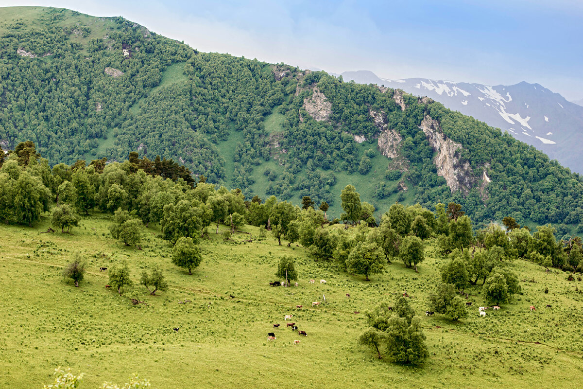 «Священные» животные у купола обсерватории 