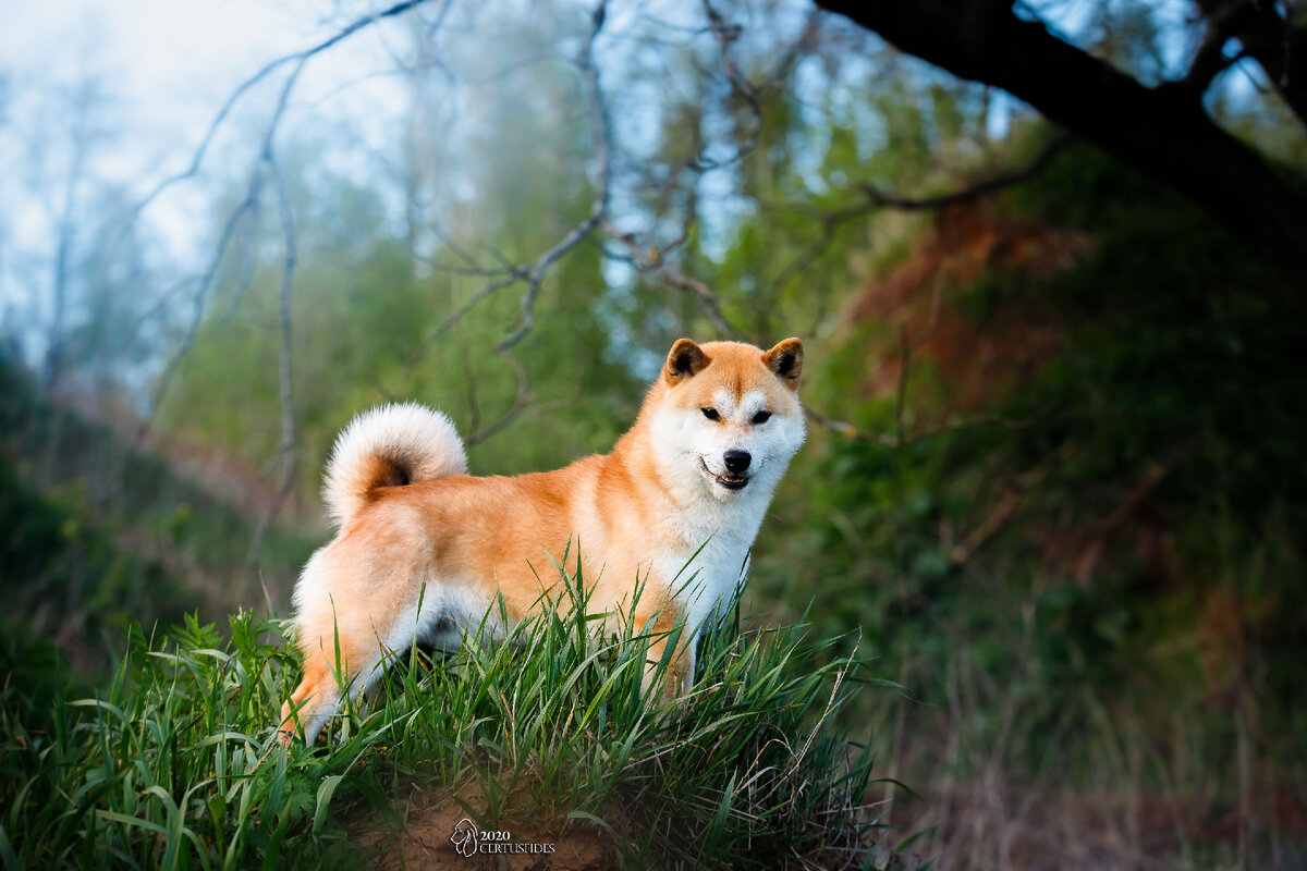  Вольф от Тул Лу Ла