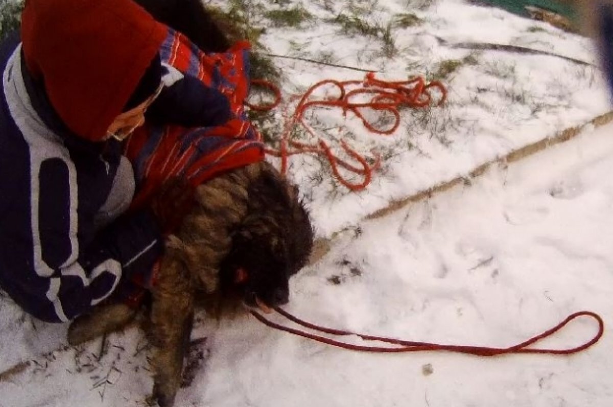    Пермские спасатели вытянули со дна собаку, провалившуюся в глубокий колодец