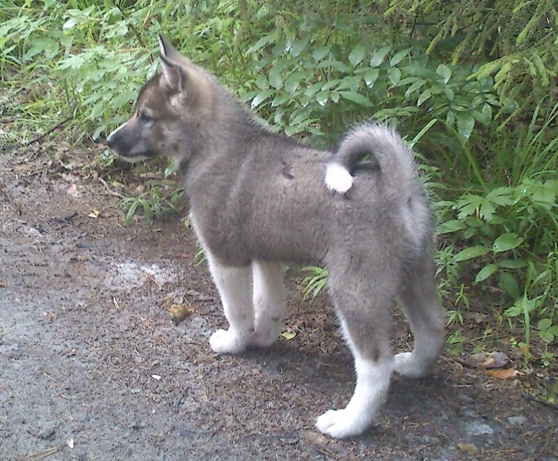 Первый выход в лес  