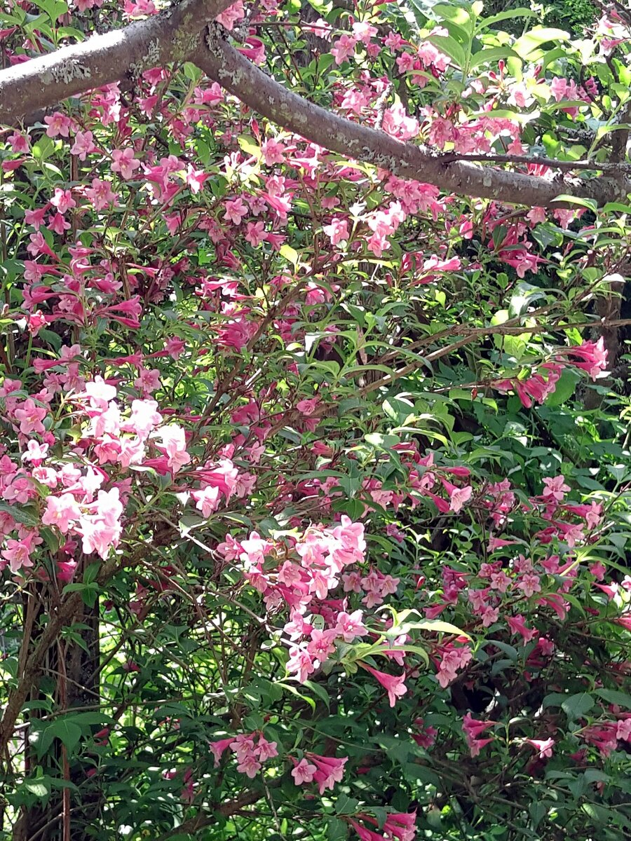 Вейгела ранняя Букет Роуз в нашем саду