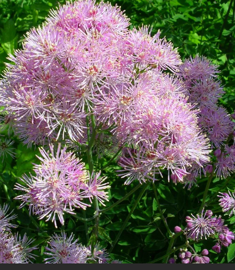 фото из сети