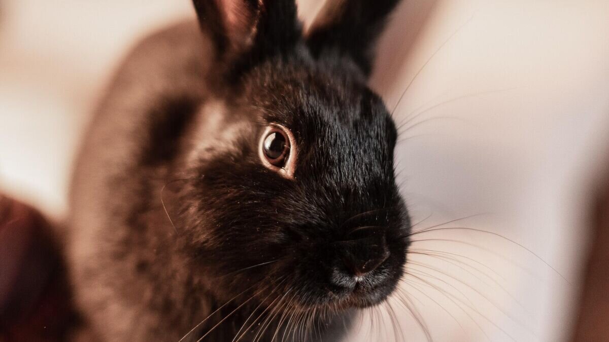    Черный кролик© Unsplash/Aneta Voborilova