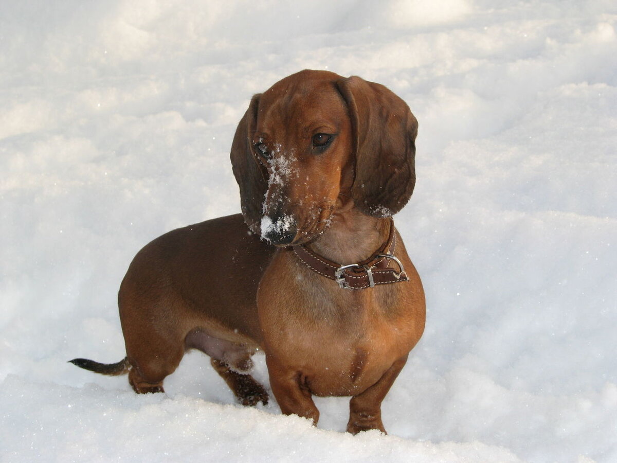 Вот такого цвета собака была в моём сне. (Фотография из интернета)