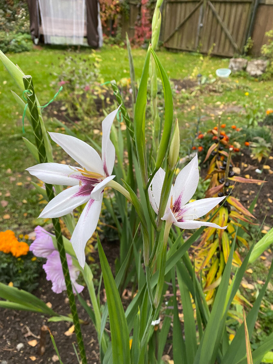 Ацидантера 2022