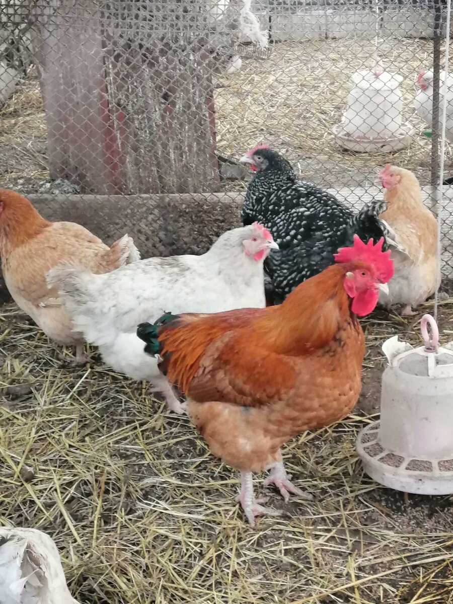 Среди них одна Мехеленская курица