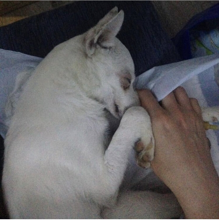 Лаки болеет, фото из личного архива