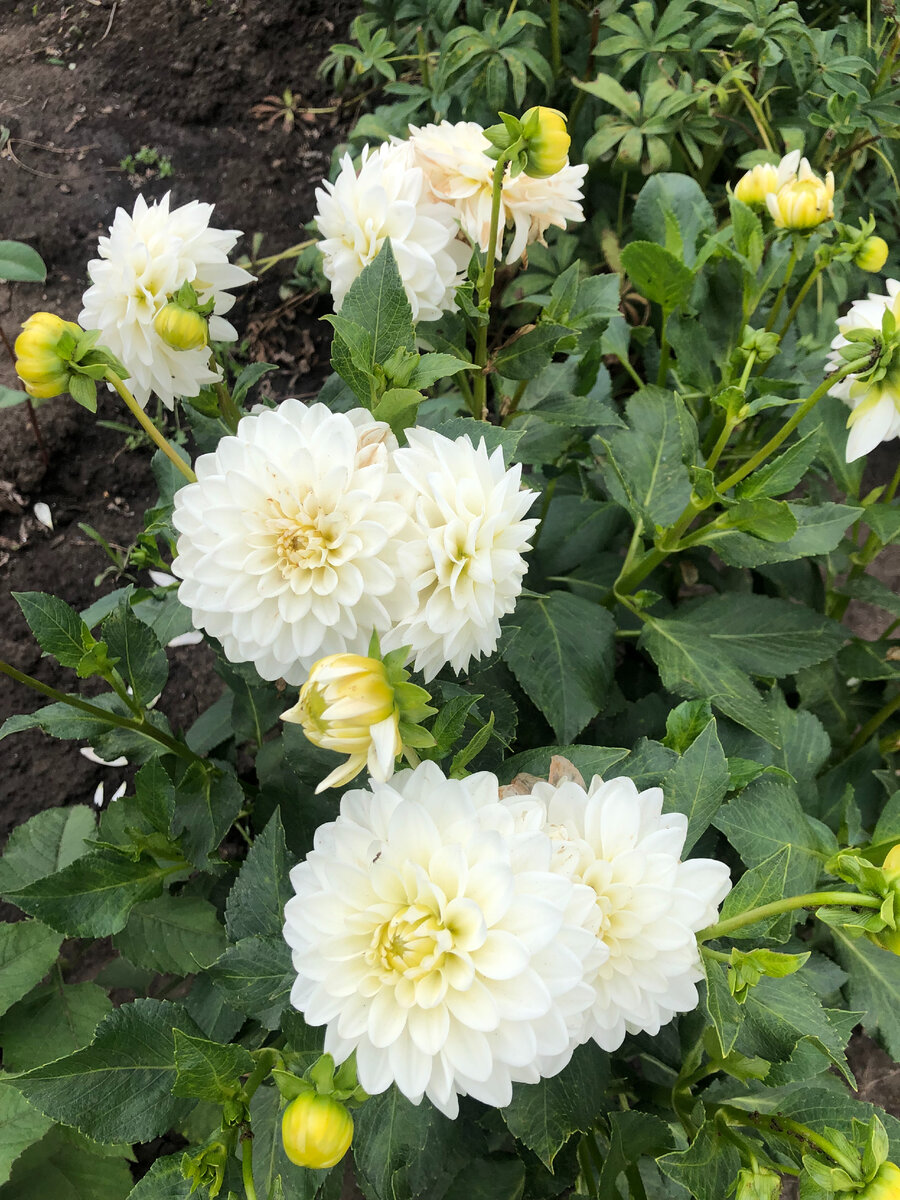 Бордюрный белый георгин, высота около метра.