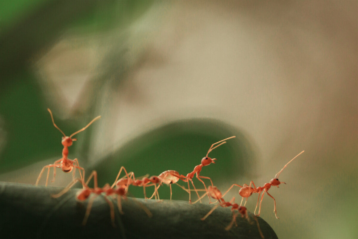 Азы тактики в ПВП. The Ants Underground Kingdom. | Муравейник | Дзен