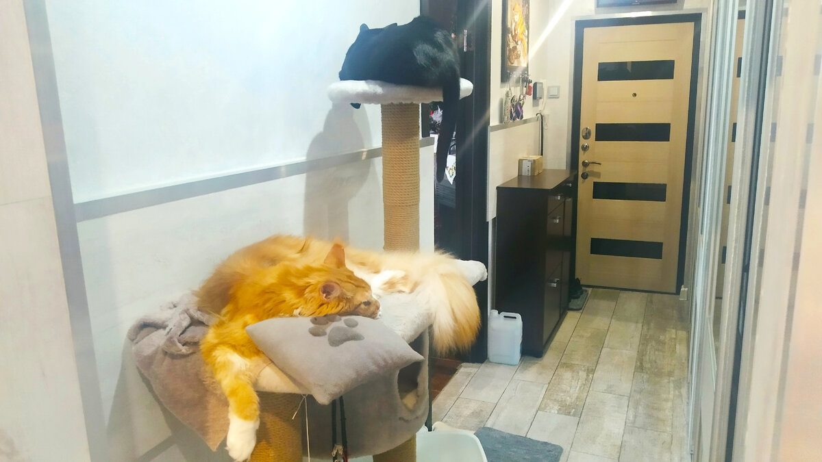 Мейн кун Степа и кот Тихон.