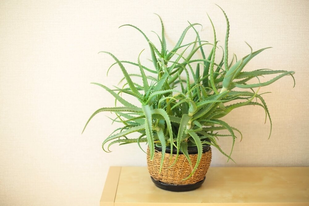    Алоэ, или столетник — хорошо известное многим целебное растение