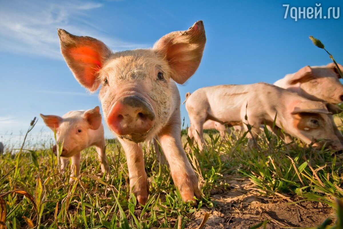    К чему снятся свиньи 123RF/legion-media.ru