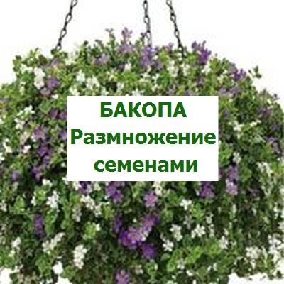 бакопа ампельная семенами
