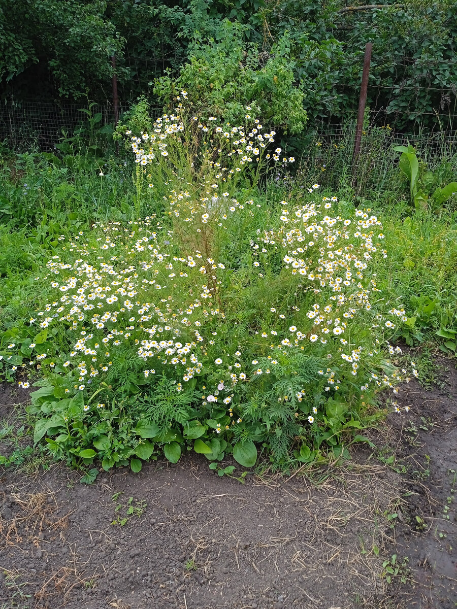 зимой будем пить ромашковый чай