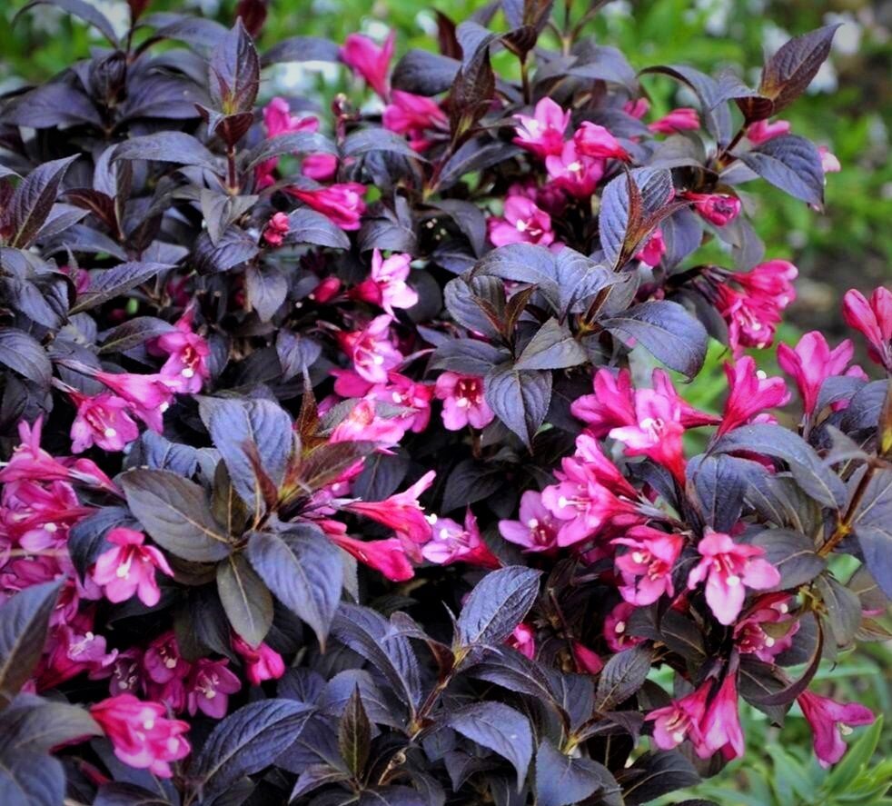  Вейгела Минор Блэк. Фото с сайта: https://clck.ru/VkWCk.