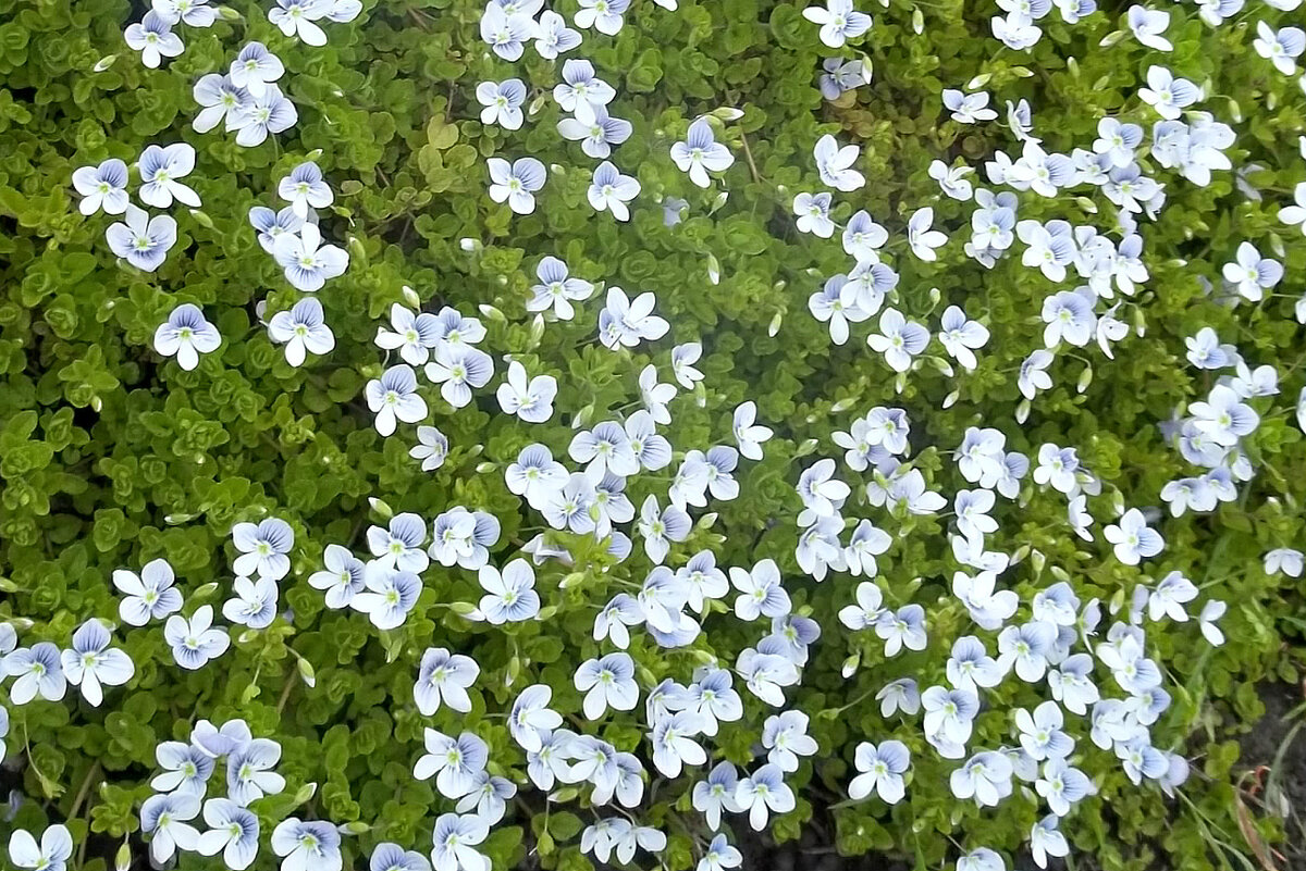 Вероника во время цветения