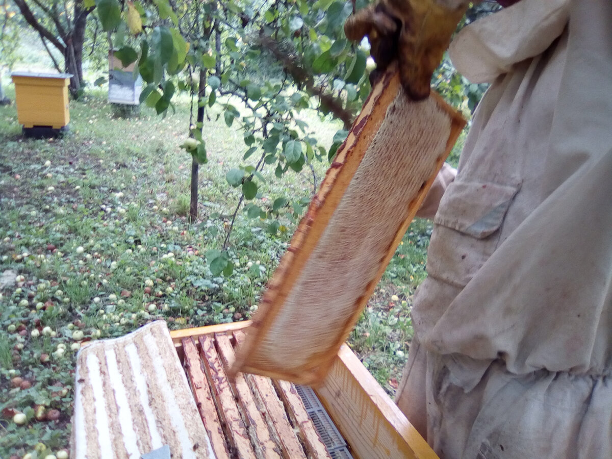 работа на пасеке