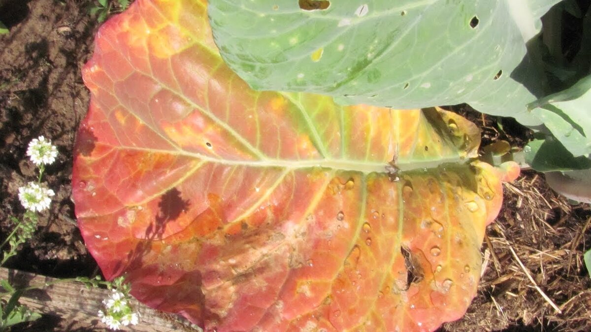 Почему у капусты краснеют нижние листья?