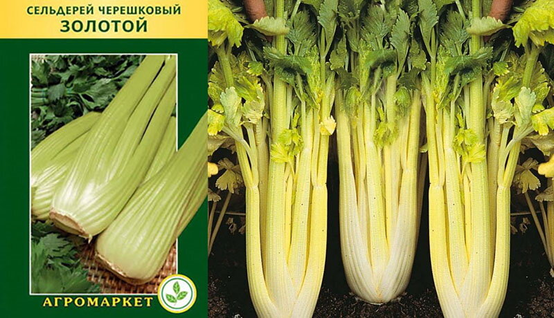 Какие сорта сельдерея. Сельдерей сорта.