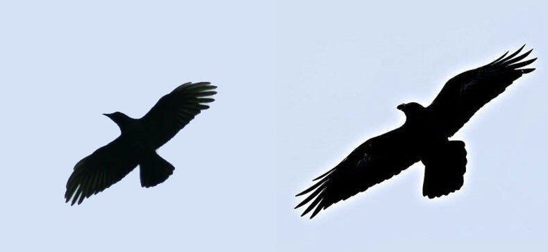 Чёрная ворона (слева) и ворон обыкновенный (справа) в полёте