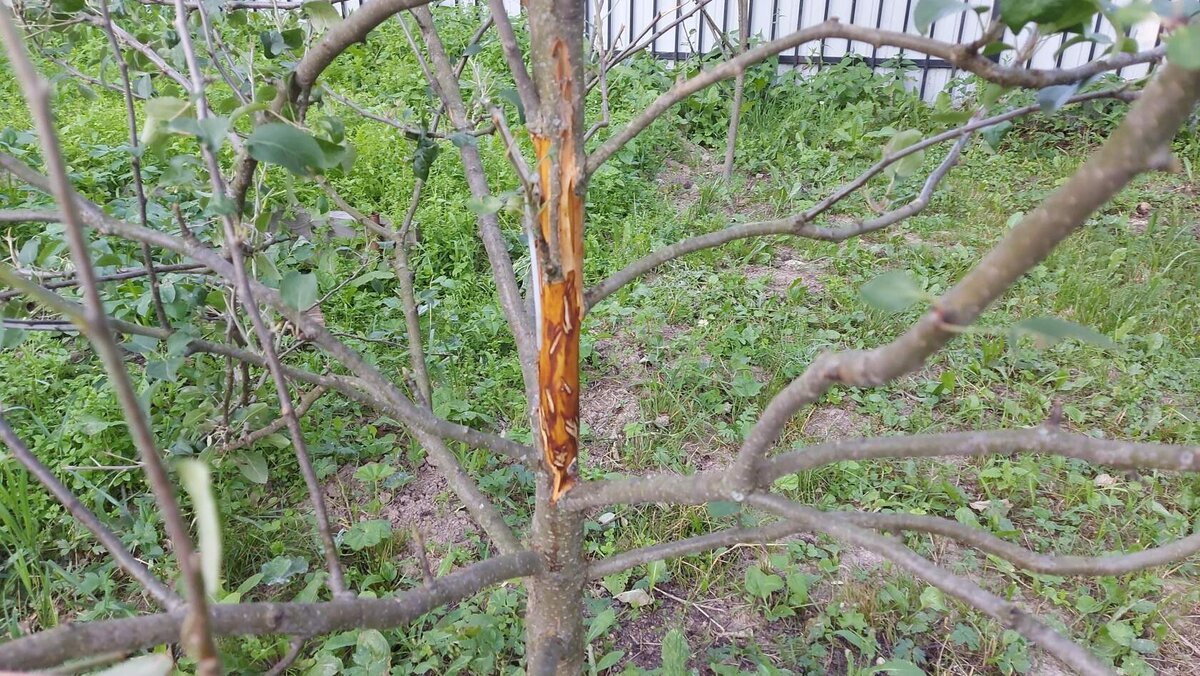 Рассказы козовода: коза и огород | Добрая коза | Дзен