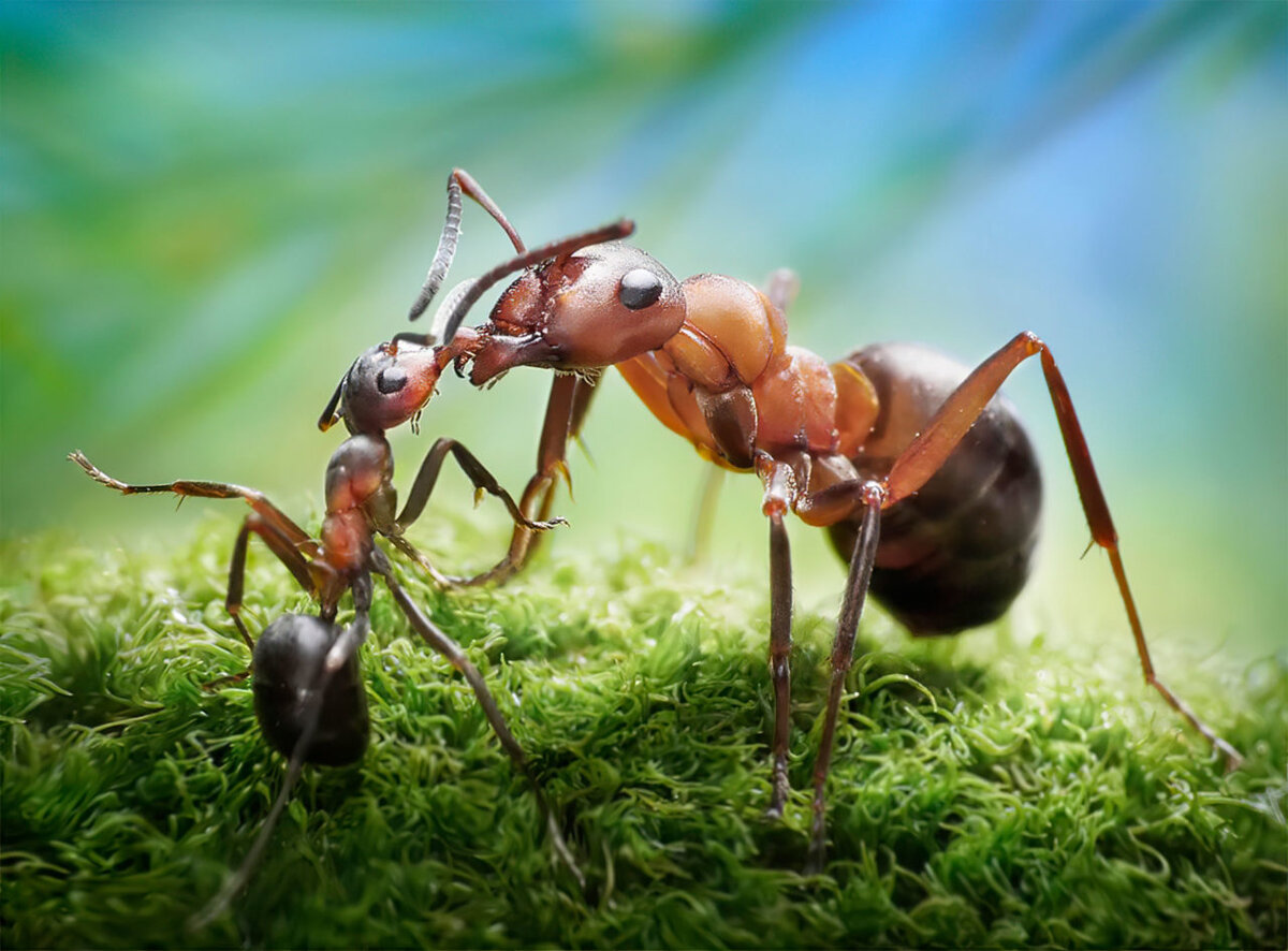 Муравейник сайт. Фараоновые муравьи. Волосистый Лесной муравей. Рыжий Лесной муравей Муравейник. Муравейник черного садового муравья.