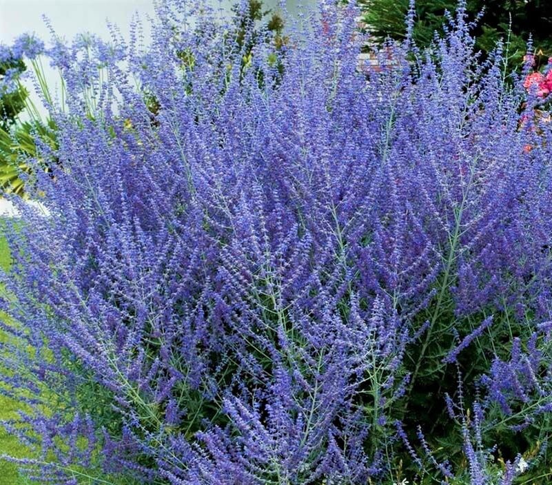  Очаровательная перовския. Фото с сайта: https://clck.ru/W35Hc.