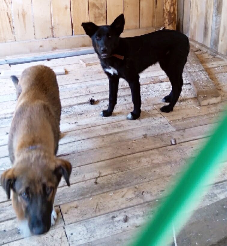 Ну как их не перепутать  с Азалией и Астрой ?