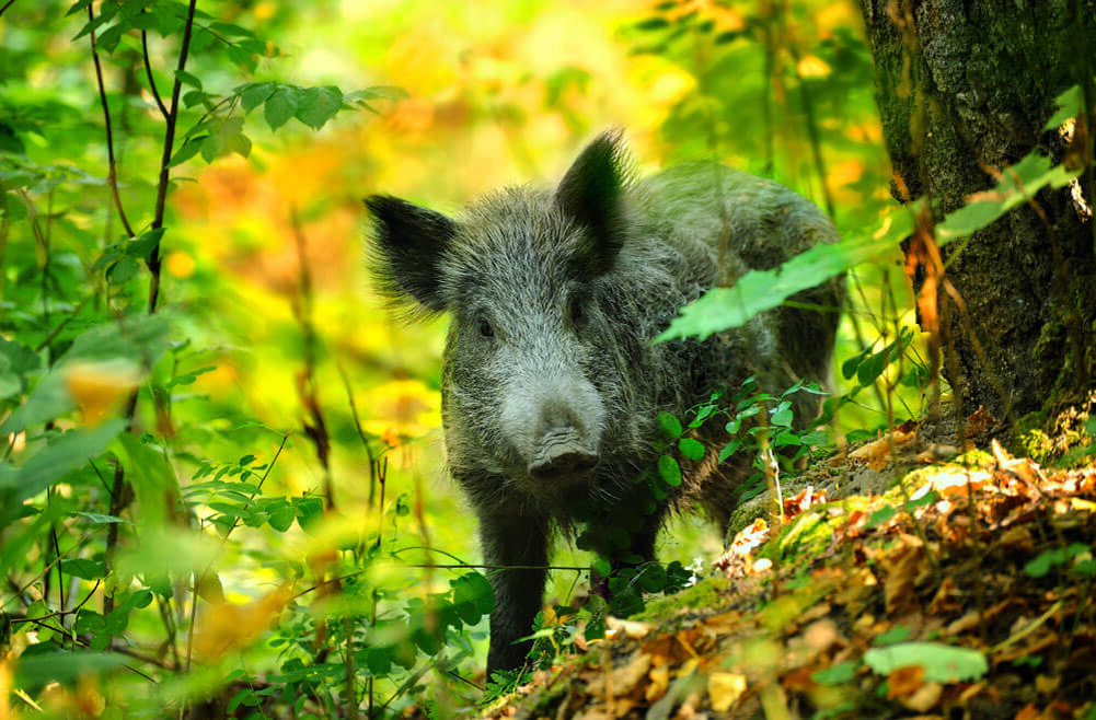 Фото взято из открытого доступа в сети интернет