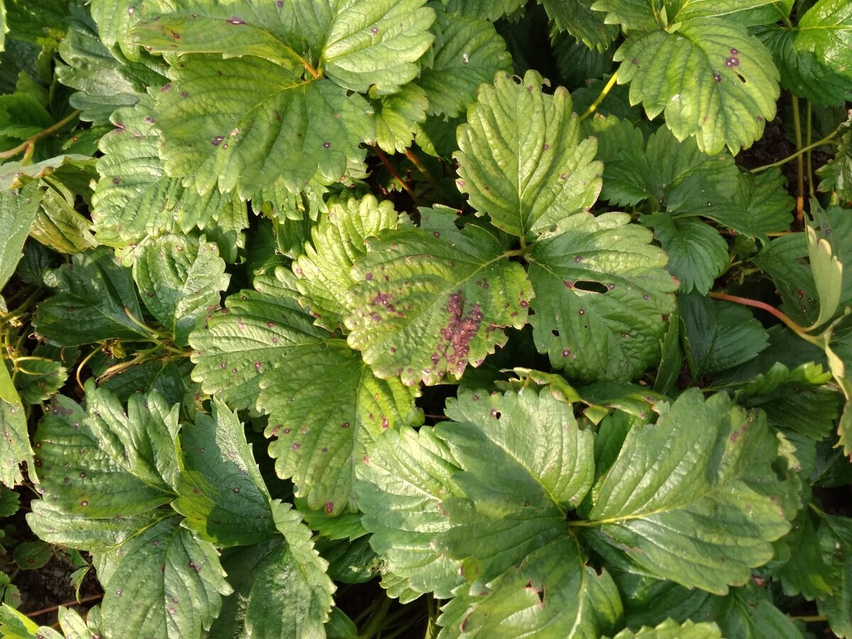 Личное фото.