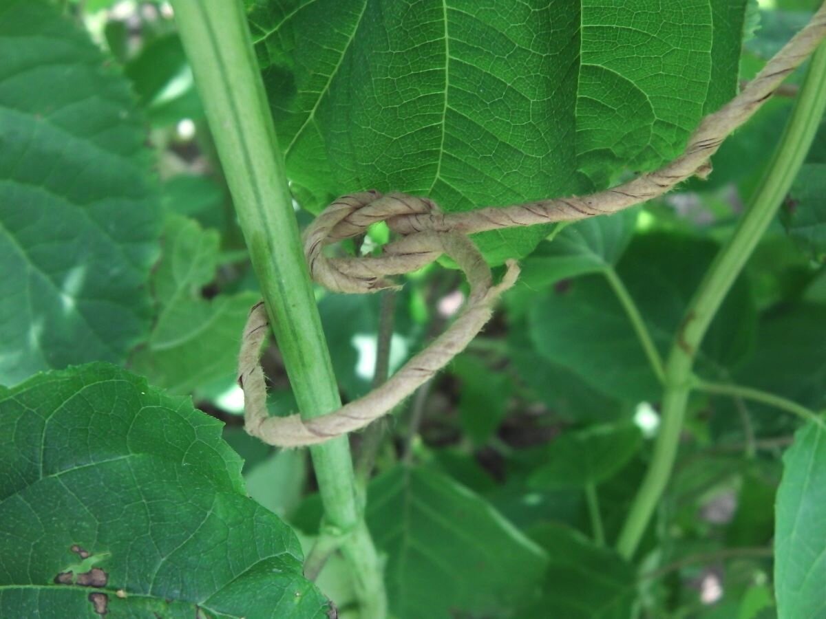 Схема подвязки. Фото автора