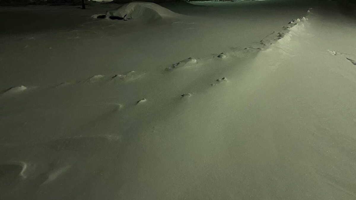 Следы диких животных (фото автора канала)