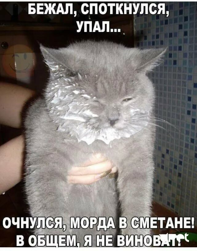 Приколы с котами до слез с надписями. Прикольные коты с надписями. кот в сметане. смешные коты с надписями. смешные котята с надписями до слез.