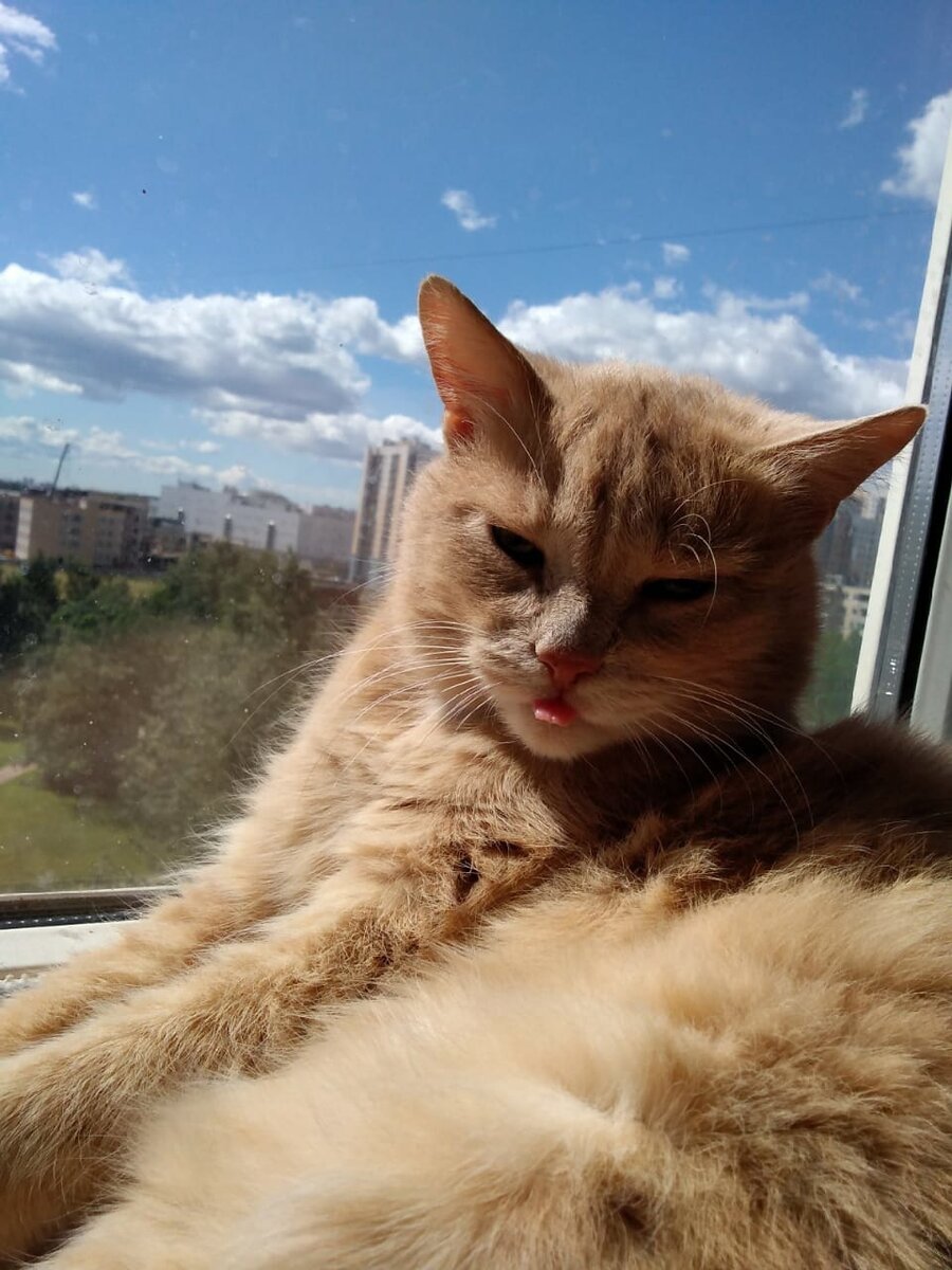 Здравствуйте! Я кот Персик