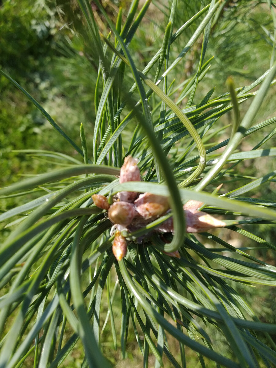 В том месте свечи, где производилось укорачивание закладываются почки на следующий год. Весной потребуется не нужные удалить, а нужный укоротить.
