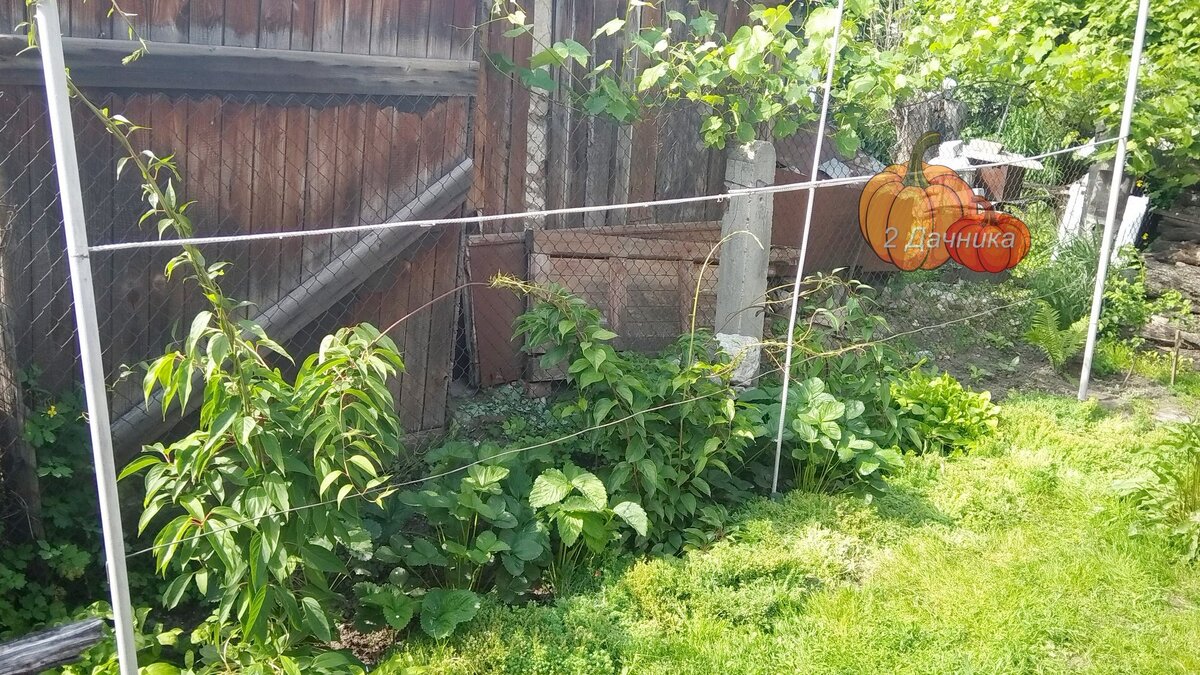 Актинидии всего два года, она еще не разрослась.