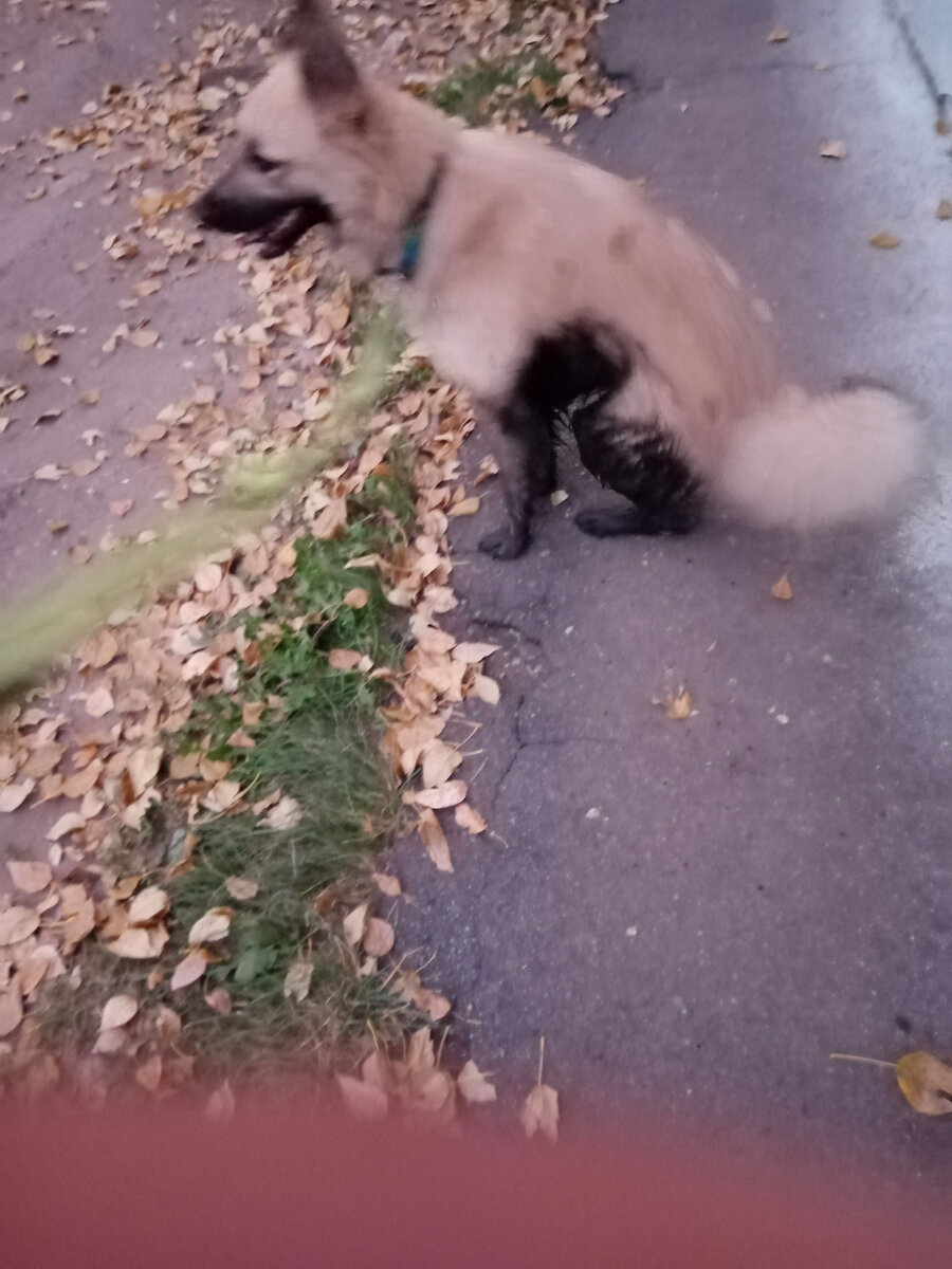 Таким Миша вчера вернулся с прогулки. Обратите внимание - дождей не было неделю, на улице СУХО!