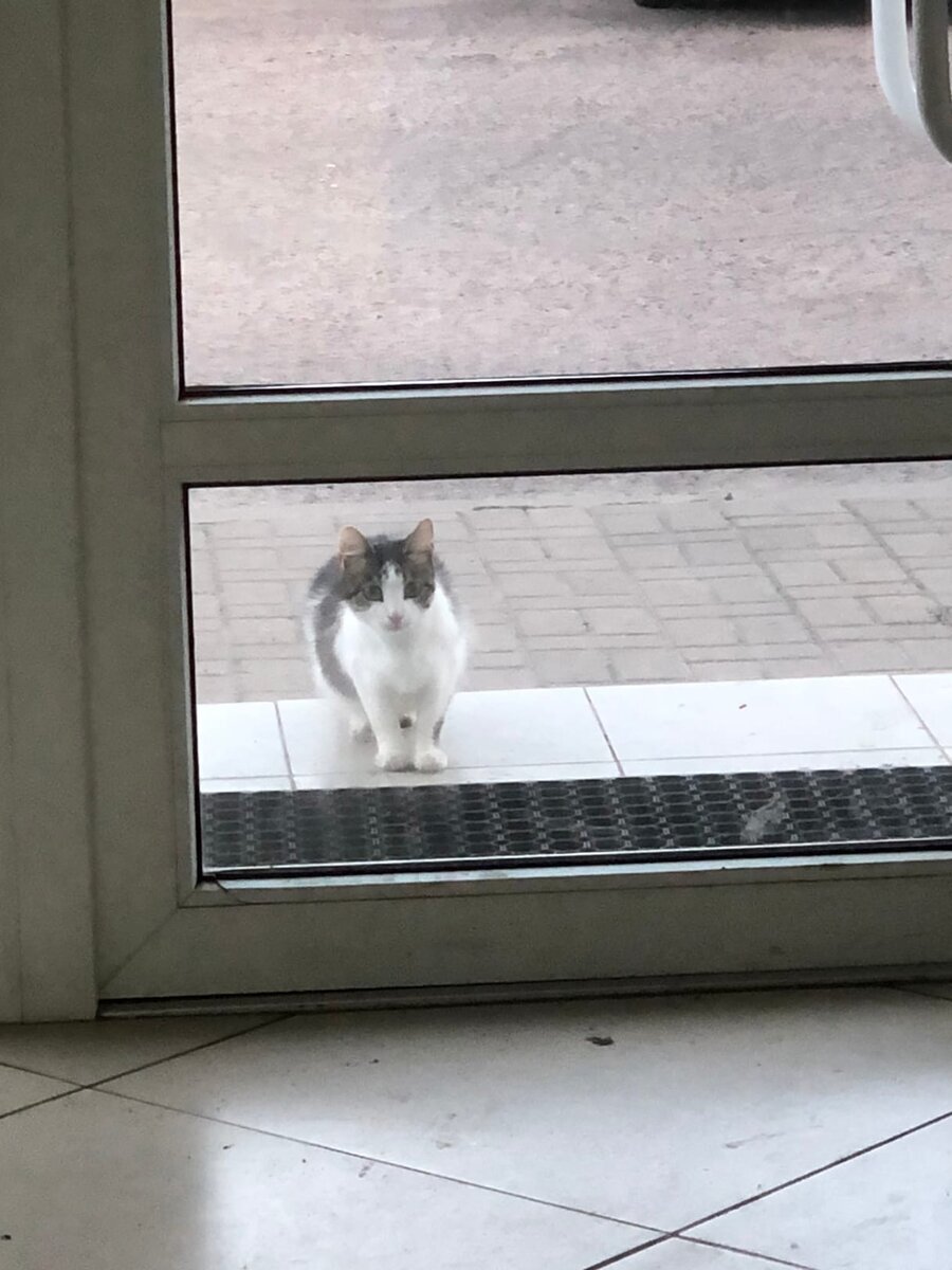 Ждет помощи, мяучит