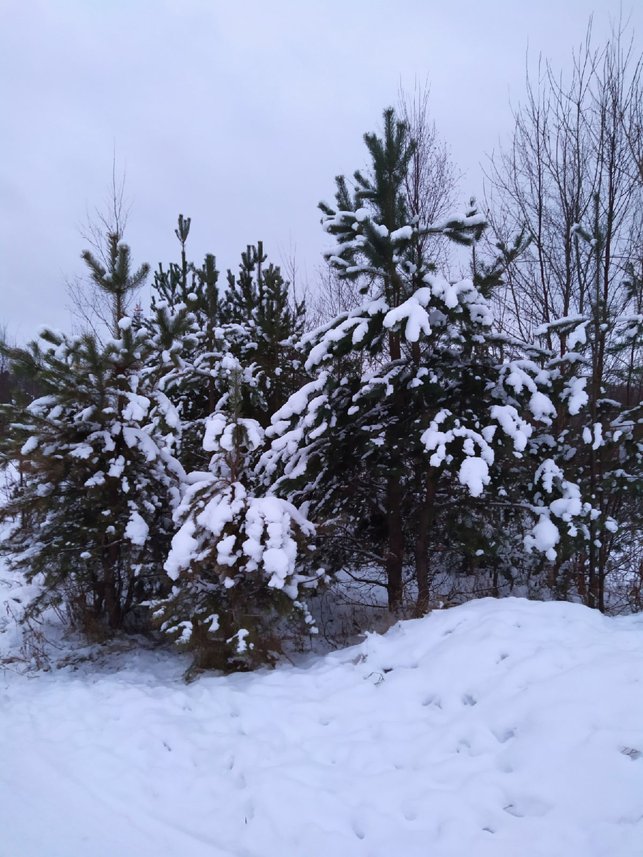 Красавицы.Фото автора