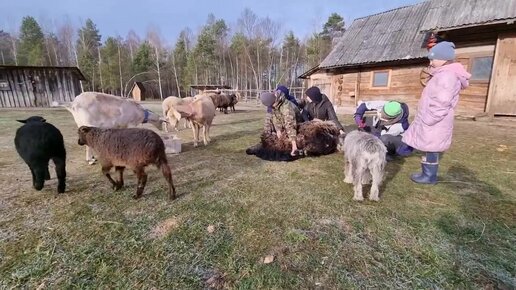 Черничный хутор видео 2023 года. Старый Хутор. Черничный Хутор. Черничный Хутор последнее. Черничный Хутор последнее видео.