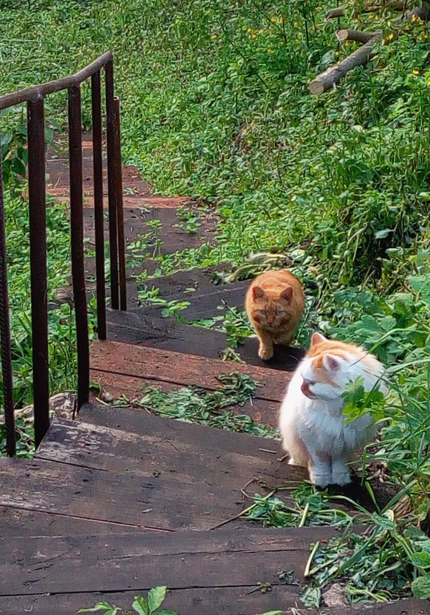 "Зачем в этот мир "прилетают" коты? Быть может, чтоб стали добрее чуть мы..."